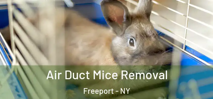 Air Duct Mice Removal Freeport - NY